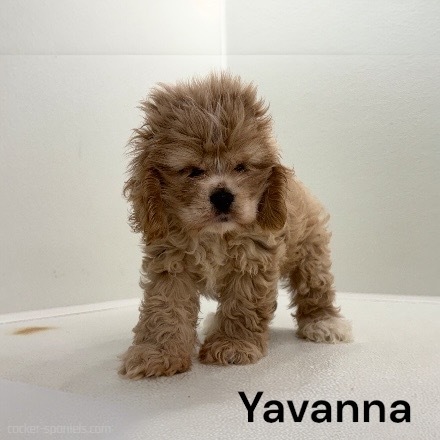 puppy, for, sale, Cocker Spaniel, Joe & Cherri  Overlease, dog, breeder, Miller, MO, dog-breeder, puppy-for-sale, forsale, nearby, find, puppyfind, locator, puppylocator, aca